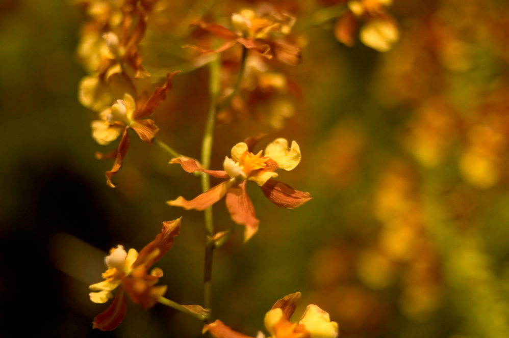 New York Botanicals 1